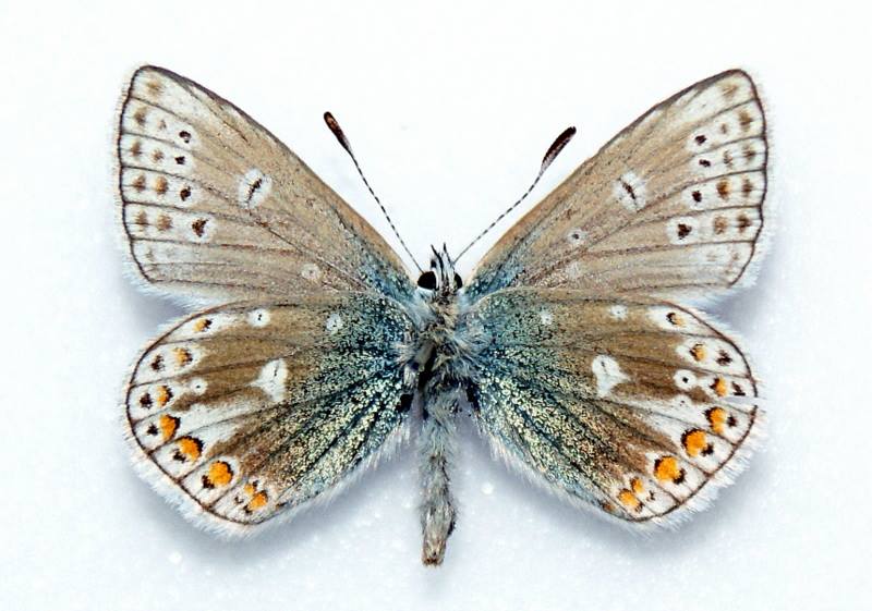 Polyommatus icarus male (aberrant, Wrexham,north Wales 1996) (Internet Image property of respective owner, non-commercial use only)